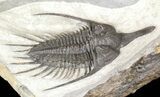 Stunning, Twin Psychopyge Trilobite - #50616-3